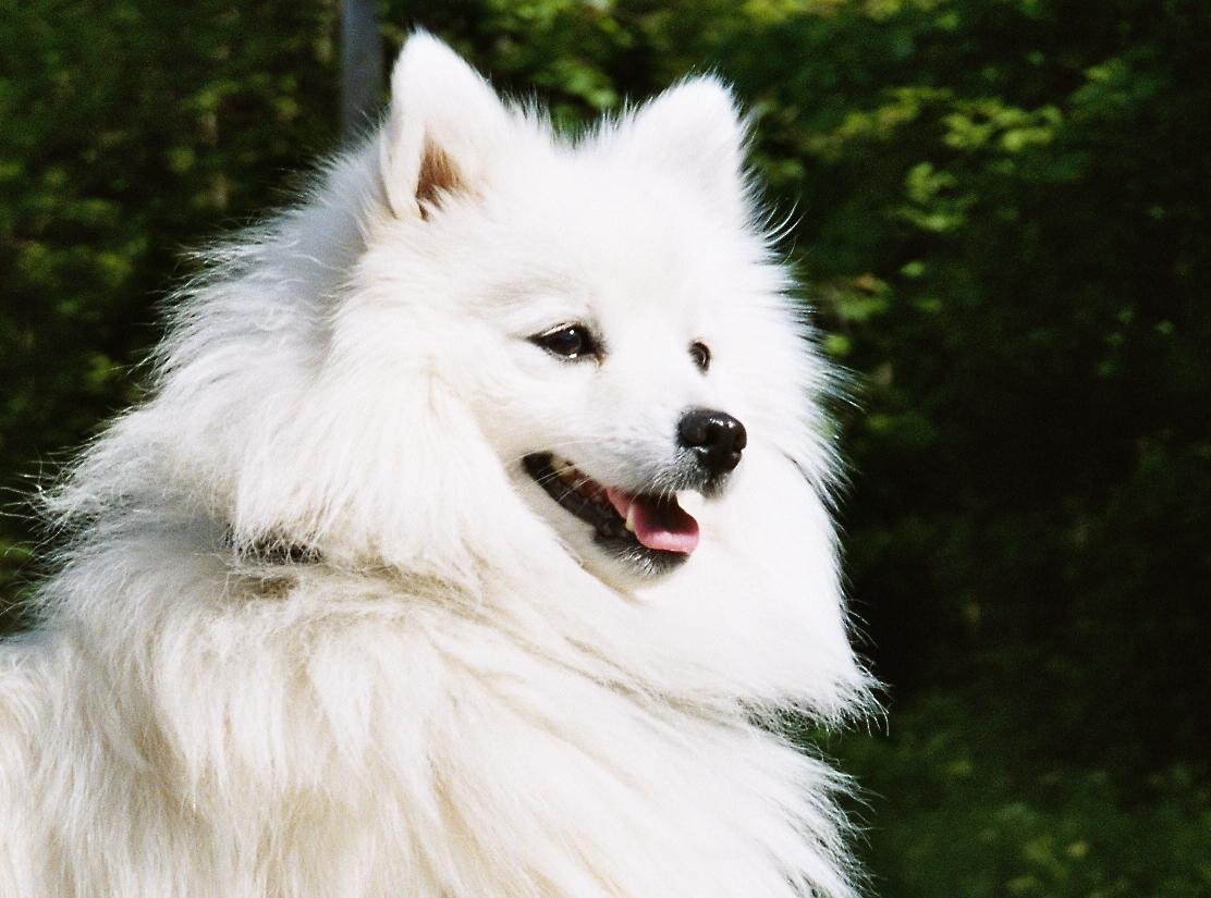 Japanese Spitz wallpapers HD