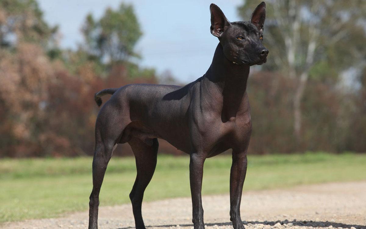Mexican Hairless Dog wallpapers HD
