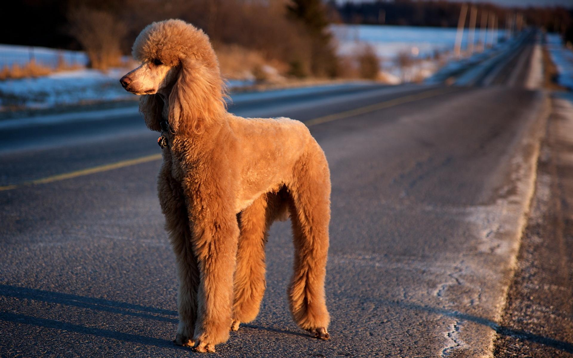 Poodle wallpapers HD