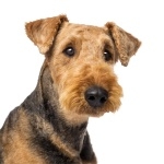 Airedale Terrier hd wallpaper