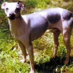 American Hairless Terrier high quality wallpapers
