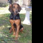 Black and Tan Coonhound new wallpapers