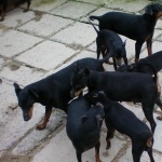 English Toy Terrier breed