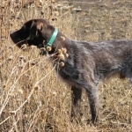 German Longhaired Pointer images