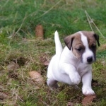 Parson Russell Terrier funny