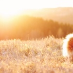 Pomeranian background