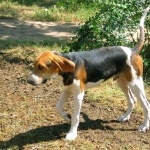 American English Coonhound pic
