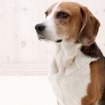 American Foxhound wallpapers for desktop