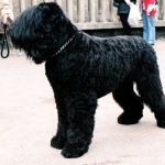 Black Russian Terrier free download