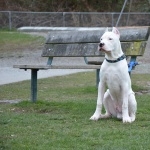 Dogo Argentino wallpapers hd