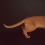 Abyssinian cat background