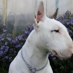 Bull and Terrier hd pics
