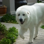 Great Pyrenees widescreen