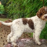 Lagotto Romagnolo high definition wallpapers