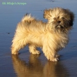 Lhasa Apso new wallpapers