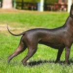 Mexican Hairless Dog free