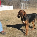 Black and Tan Coonhound free wallpapers