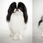 Japanese Chin wallpapers