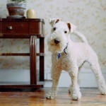 Lakeland Terrier high definition wallpapers