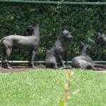 Mexican Hairless Dog breed