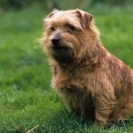 Norfolk Terrier high quality wallpapers