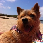 Norwich Terrier new photos