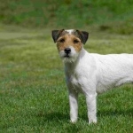 Parson Russell Terrier breed