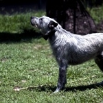 Australian Stumpy Tail Cattle Dog high quality wallpapers