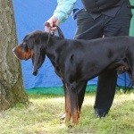 Black and Tan Coonhound cute