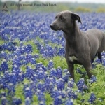 Blue Lacy background