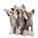 Chinese Crested Dog widescreen