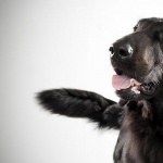 Flat-Coated Retriever high definition wallpapers