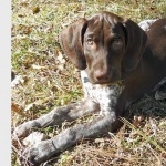 German Shorthaired Pointer pics