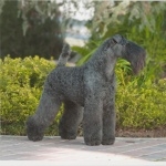 Kerry Blue Terrier new photos
