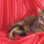 Abyssinian cat wallpapers hd