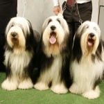 Bearded Collie background
