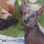 Mexican Hairless Dog new wallpapers