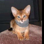 Abyssinian cat high quality wallpapers