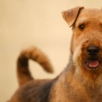 Airedale Terrier free download