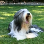Bearded Collie breed