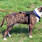 Bull and Terrier image