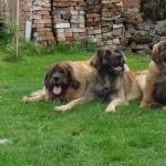 Leonberger wallpapers hd