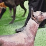 Mexican Hairless Dog photo