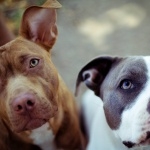American Pit Bull Terrier images