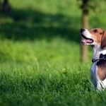 Beagle cute