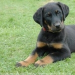 Beauceron wallpapers