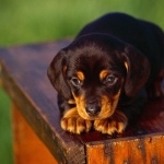 Black and Tan Coonhound images