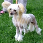 Chinese Crested Dog images