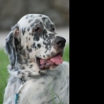 English Setter new wallpapers
