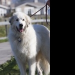 Great Pyrenees high quality wallpapers